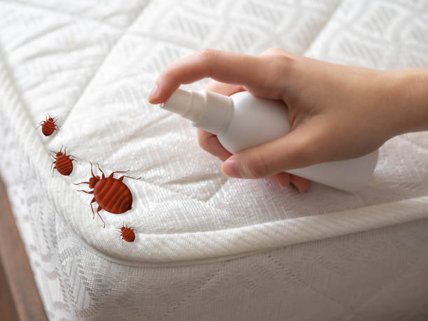 Best Pest Removal Services  in Big Coppitt Key, FL