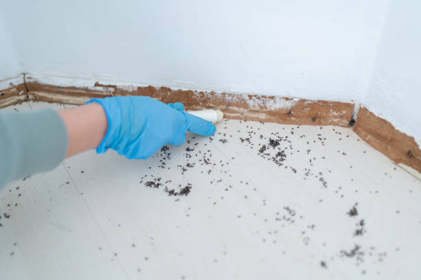 Best Affordable Pest Control Services  in Big Coppitt Key, FL